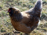 Auracana Chickens