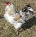 Auracana Rooster