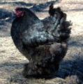 Black Cochin Chickens