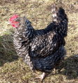 Cuckoo Maran Chickens
