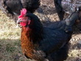Mystery Chickens