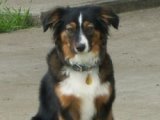 Cassie 1 yr