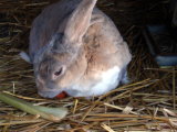 Charlie 