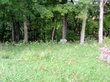 Woods