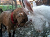 Coco & Button 