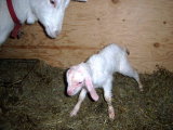First Kid