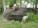 Goats on rock
