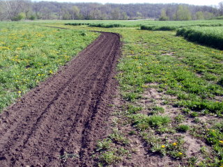 Perimeter trap crops strip