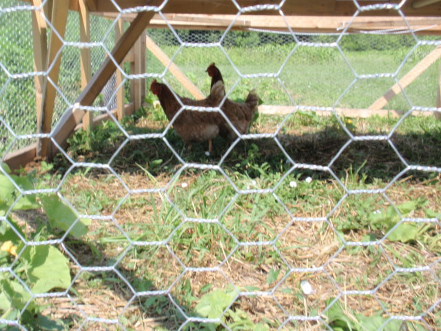 Chickens at work  