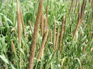 Millet
