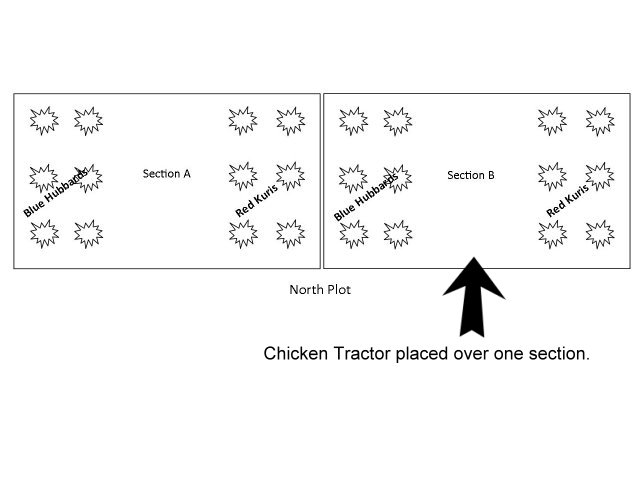 IPM Chicken Tractor