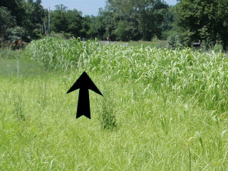 Sorghum transition