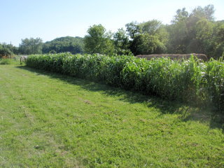 Sorghum with high organic matter