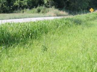 Sorghum with low organic matter