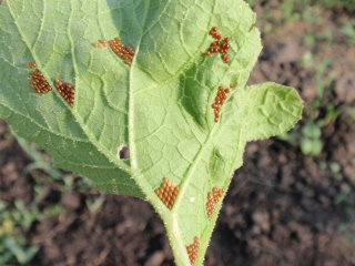 Squash Bug Eggs on Blue Hubbards