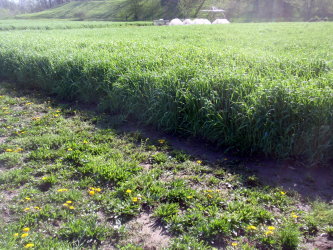 Winter Rye Cover Crop