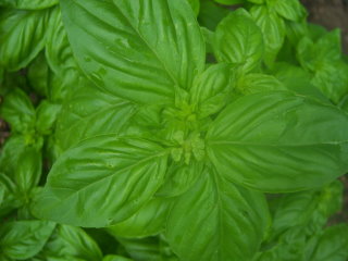Pesto Matrix Recipe