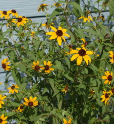 Rocky Creek Garden DIY
